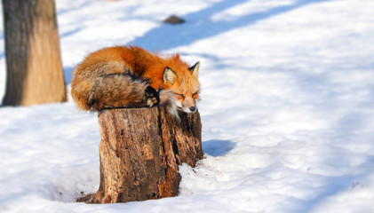 sleepy red fox in winter snow