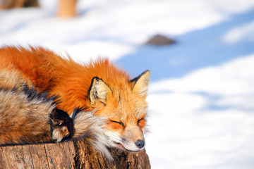 sleepy red fox in winter snow