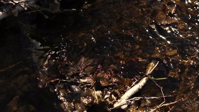 small forest trickle. Slow motion