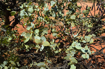 Australia,  Botany, Eucalyptus