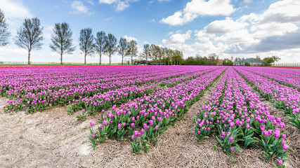 Landscape with colroful tulips field during springtime in the Netherlands