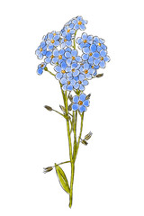Hand drawn wild flower forget-me-not isolated on white background. Botanical element for your design. Herbal illustration.