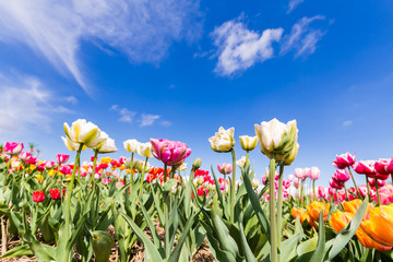 Fototapeta na wymiar Colorful Dutch tulips in the field against a blue sky