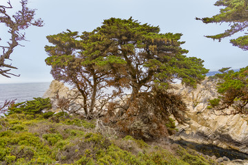 trees at Cyprus Cove Trail at Point Lobos