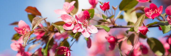Web banner with pink flower cherry blossom against a blue sky during springtime