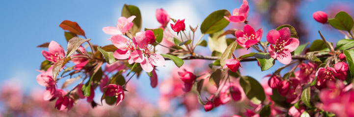 Naklejki  Baner internetowy z różowym kwiatem wiśni na tle błękitnego nieba na wiosnę