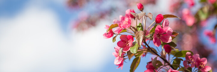 Web banner with pink flower cherry blossom against a blue sky during springtime - Powered by Adobe