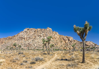 rock and Joshua tree in Joshua tree national park
