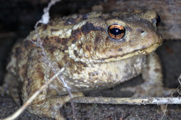 Picture of a forest toad.