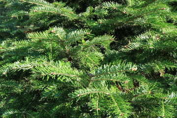 Spruce branches. Abstract background. Macro.
