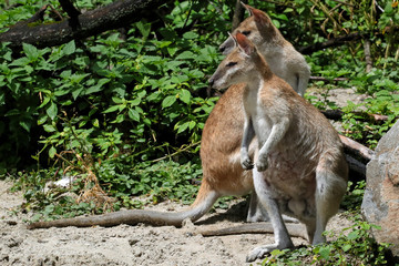 Känguru