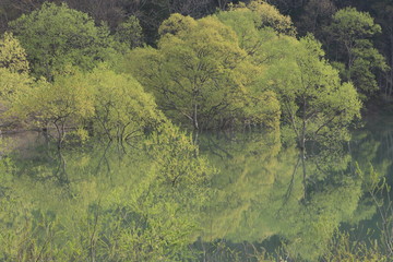 湖面を覆う新緑の森