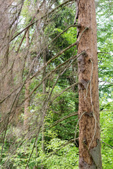 Coniferous spruce tree with borer damaged by borer beetle woodworm, Ips typographus