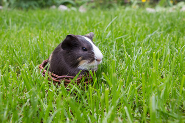Little guinea pig in the grass