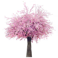 Cherry blossom tree