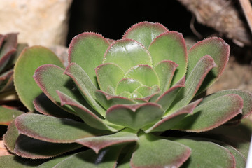 Succulents are succulent plants that are adapted to special climatic and soil conditions
