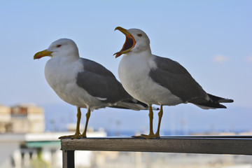 Greece, Zoology, Birds