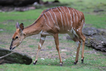 Kudu