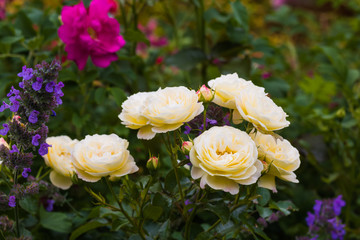 White roses and a blue nepeta in the summer garden