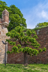 Naklejka premium Kalemegdan fortress and bare trees 
