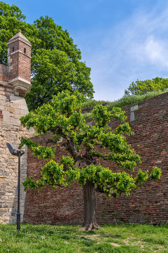 Kalemegdan fortress and bare trees 