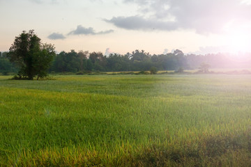 Obraz na płótnie Canvas Amazing sunrise at rural paddy field.
