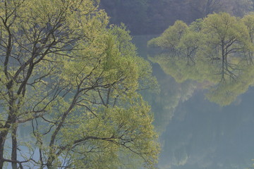 水没林の朝の賛歌