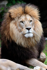 Löwe