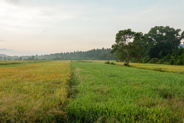 Amazing sunrise at rural paddy field.