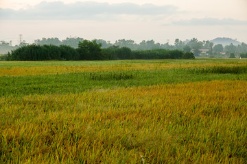 Fototapeta premium Amazing sunrise at rural paddy field.