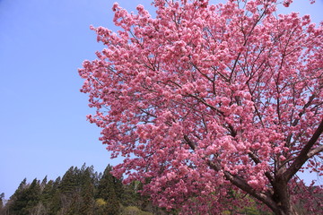 満開の八重桜