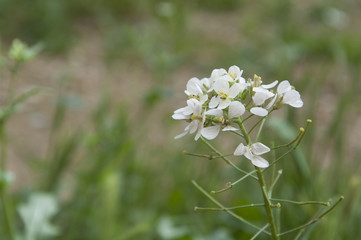 Wild flowers green background