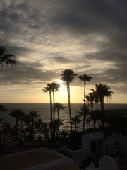 Obraz premium Viele Palmen und Sonne