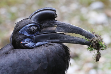 Nashornvogel © Ralph