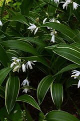 Leaves with white stripes 