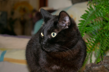  Black cat portrait next to a plant 