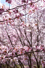 Cherry tree blooming