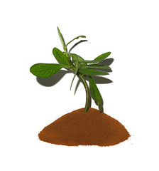 The white background isolates the germ of the plant in the ground.