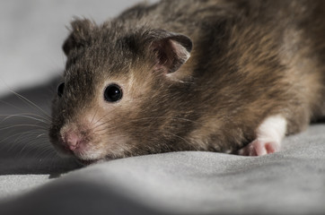 Fototapeta na wymiar Cute syrian hamster