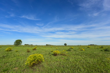 Fototapeta premium Spring season landscape, La Pampa