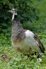 Pfau