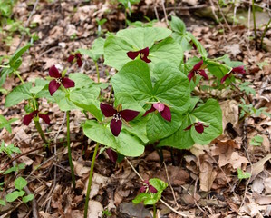A colony of wake robin trilliums in a spring forest.