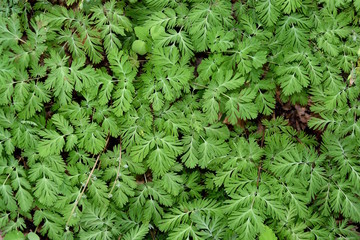 Closeup of the leaves of Dutchman's breeches plants in a spring forest.