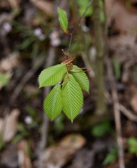 Detail of emerging American beech tree leaves in spring.