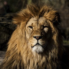 lion's head in the sun