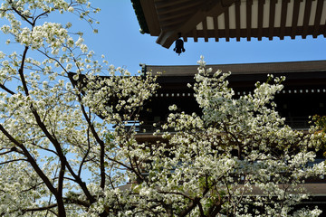 Fototapeta premium 大島桜（オオシマザクラ）/首都圏で見られる一般的な桜。新芽が伸びるのと同時に花が咲く。遠くから見て黄緑色に見える。特別に花の良い木を厳選して撮影。