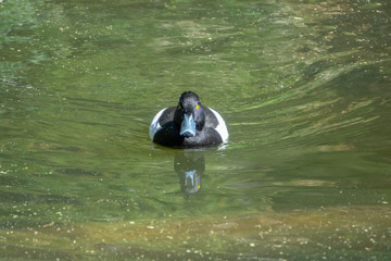 Nasse Ente schwimmt auf dem See