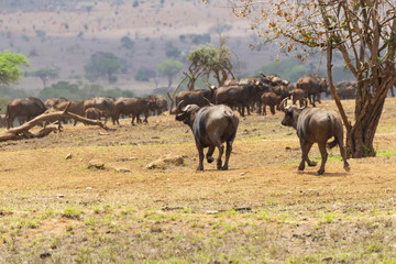 Obraz premium Herf of african buffalo