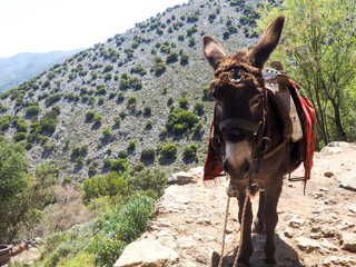 A donkey in summer mountains, the Greek island of Crete