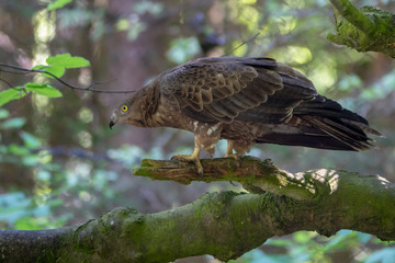 Adler sitzt im Baum auf Ast